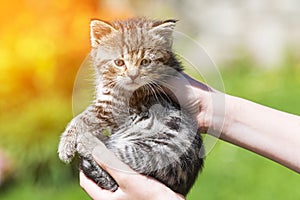 Little kitten in female hands