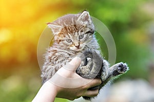 Little kitten in female hands