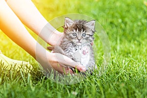 Little kitten in female hands