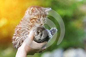 Little kitten in female hands