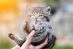 Little kitten in female hands