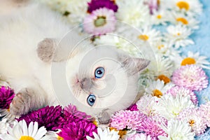 Little kitten with flowers