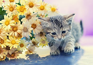 Little kitten with flowers