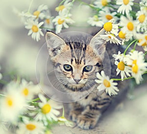 Little kitten with flowers