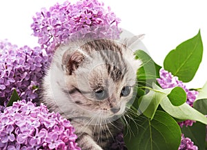 Little kitten in flowers.