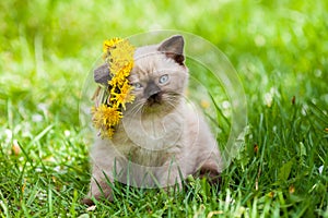 Little kitten on the grass