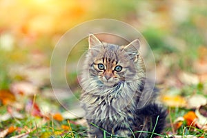 Little kitten on the grass in autumn