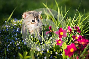 Little kitten in grass and flowers Green background