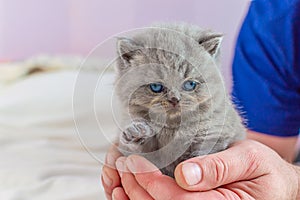 Little kitten in a hand