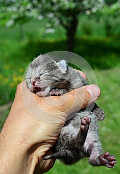 Little kitten in hand