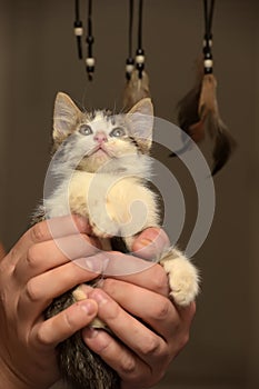 Little kitten in hands