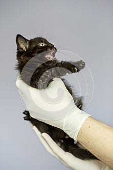 Little kitten in the hands of a veterinarian. Concept pets, treatment, veterinary clinic