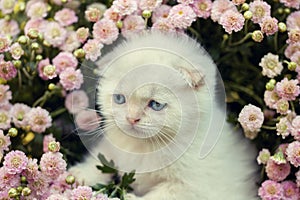 Little kitten hiding in flowers