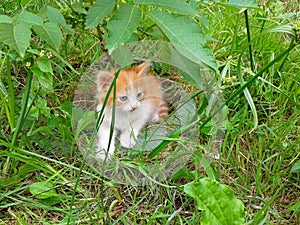 Little kitten hiding in green grass