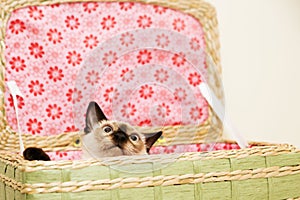 Little kitten is hiding in the laundry basket with the pink background