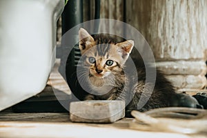 Little kitten looking at the camera curiously