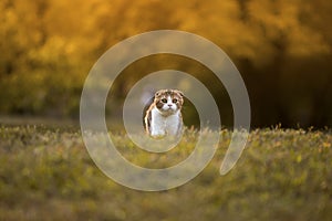 Little Kitten looking on grass