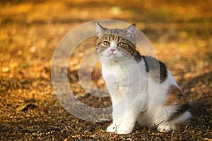 Little Kitten looking on grass