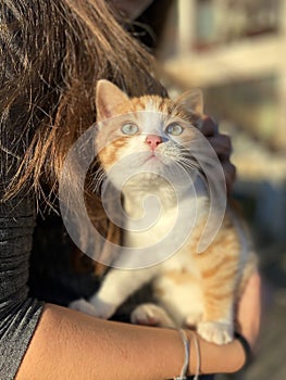 Little kitten looking up. girl holds a cat