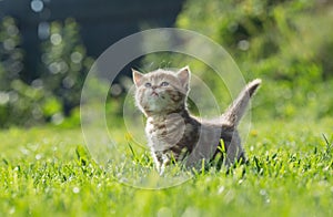 Little kitten looking up in green grass