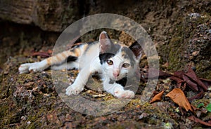 Little kitten lost in park. Stray cat baby portrait. Lovely kitty closeup. Sleeping kitty outdoor