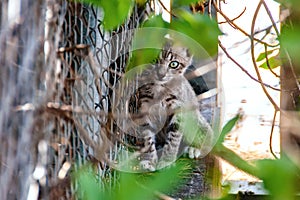 Little kitten lost at the streets, looking scared