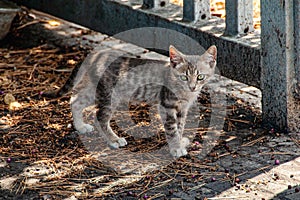 Little kitten lost at the streets, looking scared