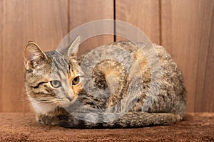 The little kitten is lying on the floor and looks around as something has changed while she was sleeping. The kitten has