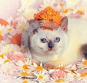 Little kitten lying on the flowers