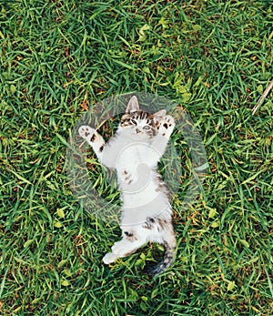 Little kitten lying on green grass