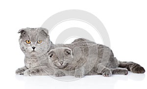 little kitten lying with his mother cat. isolated on white