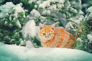 Little kitten lying in the snow