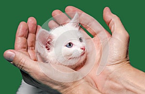 Little kitten in male palms on a green background