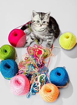 Little kitten with many multi-coloured clew