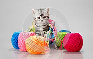 Little kitten with many multi-coloured clew