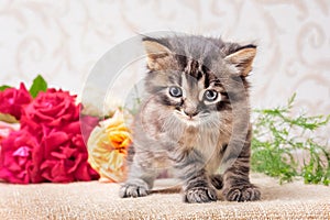 A little kitten near a flower bouquet. Roses for greetings with