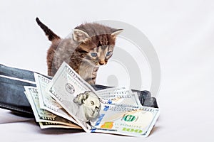 A little kitten near a purse with dollars. First earnings. It`s