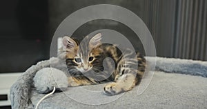 Little kitten play with a toy on a string. Cute kittens are catching woolen toy