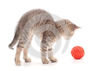 Little kitten playing with a ball of yarn