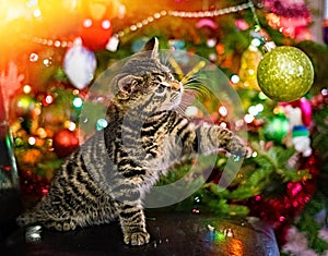 Little kitten playing with Christmas decoration