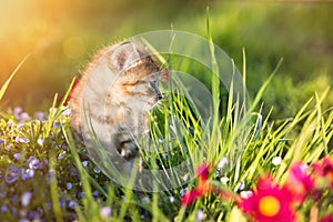 Little kitten playing on green grass background. Sunlight