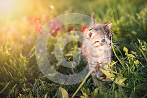 Little kitten playing on green grass background. Sunlight
