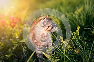 Little kitten playing on green grass background. Sunlight