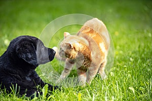 Little kitten playing with a little puppy on the grass