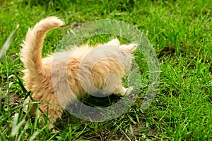 Little kitten is playing outdoor on the grass in the garden, looking for a hunting, close up, nature on background