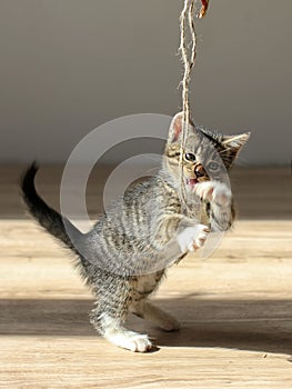 Little kitten playing with rope