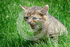 Little kitten playing and shouts on the grass close up