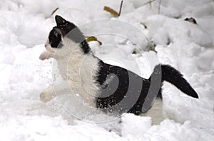 little kitten is playing in the snow