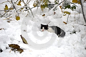 little kitten is playing in the snow