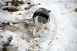 little kitten is playing in the snow